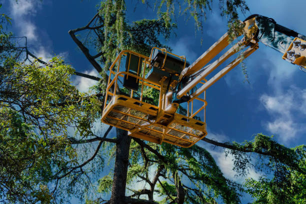 How Our Tree Care Process Works  in Mcfarland, CA